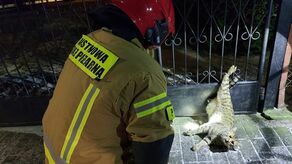 Strażacy uratowali Mruczka z Radzynia Podlaskiego