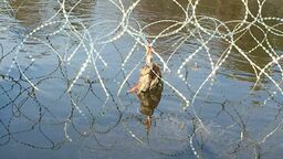 W zasiekach są martwe zwierzęta, na zdjęciu, kaczka