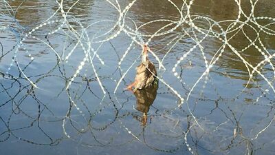 W zasiekach są martwe zwierzęta, na zdjęciu, kaczka