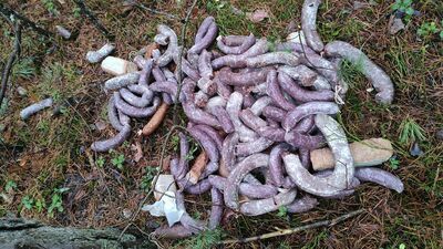 To część wędlin wyrzuconych w lesie pod Biłgorajem 