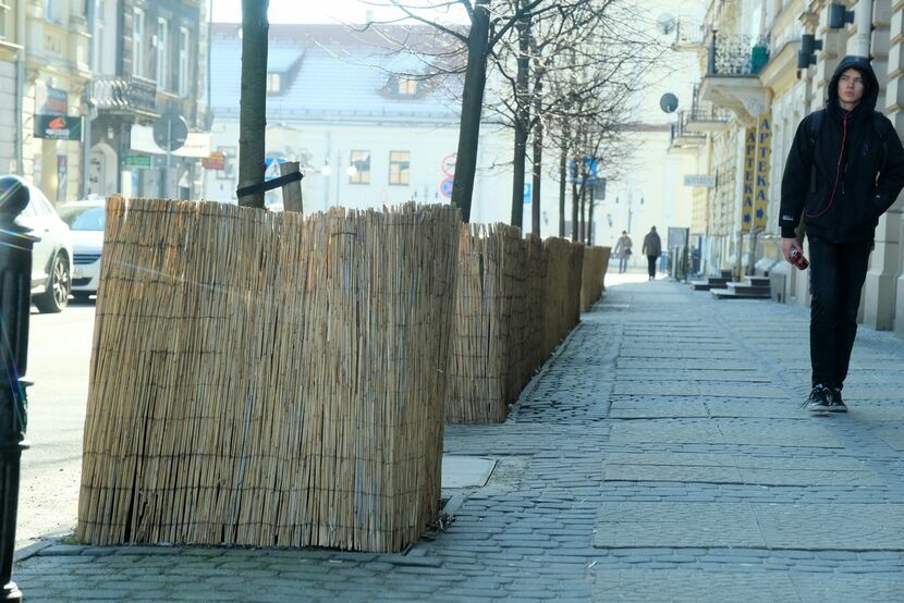 Kilkanaście lat temu na Kołłątaja w Lublinie rosło jedenaście dorodnych drzew. W 2006 zostają wycięte, bo Urząd Miasta uznaje, że stanowią „kolizyjny element przestrzenno-kompozycyjny wnętrza urbanistyczno-architektonicznego ul. Kołłątaja blokując powiązania widokowe”. Od tego czasu miasto kilka razy wymienia tu sadzonki, słono płaci też za za zimowe osłony "przed solą i błotem"