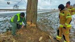 „Suchy opał z trasy 816 trafia prosto nad Bug!” – chwali się w internecie firma z Horodyszcza i zamieszcza zdjęcia i filmy z usuwania największych drzew na trasie z Włodawy do Kodnia