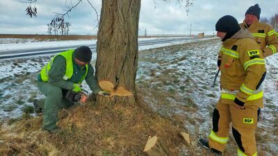 „Suchy opał z trasy 816 trafia prosto nad Bug!” – chwali się w internecie firma z Horodyszcza i zamieszcza zdjęcia i filmy z usuwania największych drzew na trasie z Włodawy do Kodnia