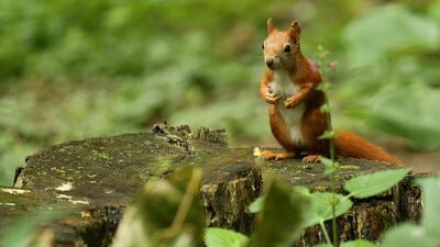 W nowym parku mają się pojawić m.in. budki dla wewiórek 