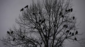 Rusza płoszenie gawronów w Świdniku