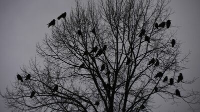 Rusza płoszenie gawronów w Świdniku