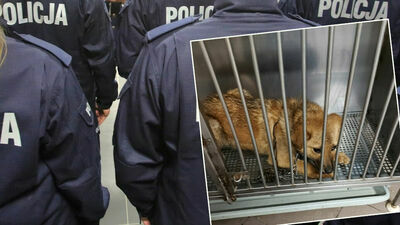 Przywiązał psiaka do drzewa i uciekł. Miał pecha, bo ktoś go widział