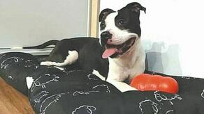 Bigi czeka na nowych właścicieli