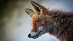 Martwy lis został znaleziony 14 lutego br. na jednej z posesji w Dęblinie