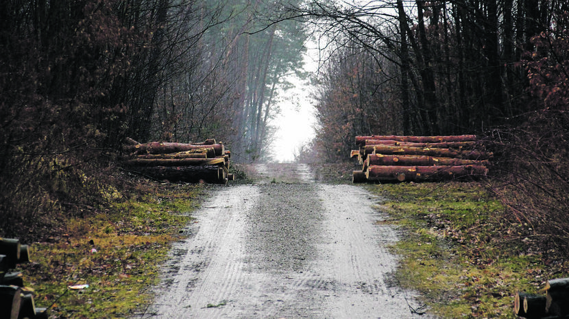 Mieszkańców Kraśnika zaniepokoiła wycinka lasu w okolicach dzielnicy fabrycznej, który jest chętnie przez nich odwiedzany