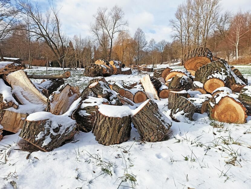 Blisko sto drzew wycięto w ciągu ostatnich trzech lat na terenie Muzeum Wsi Lubelskiej