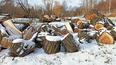 Blisko sto drzew wycięto w ciągu ostatnich trzech lat na terenie Muzeum Wsi Lubelskiej