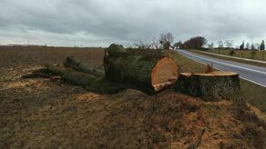 Na zdjęciach z wycinki drzew przy DW 816 widać te części drzew, które wyglądają na zdrowe, ale już na wysokości np. dwóch metrów wcale rak nie jest, są popękane, puste w środku, chore, uszkodzone przez wiatr, uschnięte, zaatakowane przez pasożyty – przekonuje rzecznik ZDW