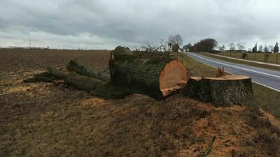 Na zdjęciach z wycinki drzew przy DW 816 widać te części drzew, które wyglądają na zdrowe, ale już na wysokości np. dwóch metrów wcale rak nie jest, są popękane, puste w środku, chore, uszkodzone przez wiatr, uschnięte, zaatakowane przez pasożyty – przekonuje rzecznik ZDW