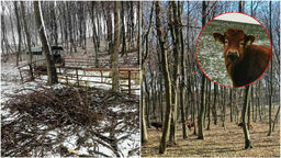 Krowy na gigancie. Poczuły zew wolności i uciekły z hodowli do lasu