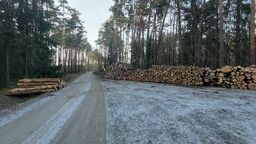 Mieszkańcy Biłgoraja znów walczą w obronie lasu. "W życiu nie widziało się takiej rzezi"