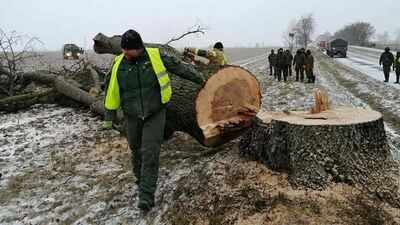 – Na zdjęciach z wycinki przy DW Nr 816 widać te części drzew, które wyglądają na zdrowe, ale już na wysokości na przykład dwóch metrów wcale tak nie jest, są popękane, puste w środku, chore, uszkodzone przez wiatr, uschnięte, zaatakowane przez pasożyty – przekonuje rzecznik ZDW Kamil Jakubowski