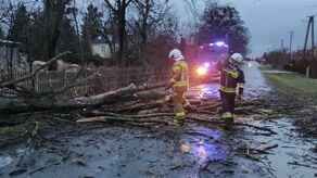 Usuwanie skutków silnego wiatru na ul. Wojska Polskiego w Kurowie. W akcji biorą udział strażacy miejscowego OSP