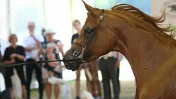 W sławnej stadninie wypalano koniom "J" w koronie . Sprawę bada prokuratura