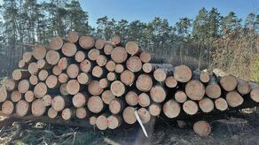 Wycinka w kraśnickim lesie. Mieszkańcy rozczarowani po spotkaniu