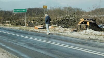 Wycinka obejmuje drzewa w Sadurkach, Bochotnicy-Kolonia, Strzelcach i Piotrowicach. Plan wyrębu obejmuje drzewa rosnące „kolizyjnie w stosunku do projektowanej budowy drogi”. 
Kamil Jakubowski, rzecznik ZDW: Drzewo przez wykonawcę zostanie dostarczone do Rejonu Dróg Wojewódzkich w Puławach. Następnie zostanie przygotowana jego wycena, którą zajmie się Nadleśnictwo. Kolejny krok to ogłoszenie przez RDW Puławy przetargu na zakup drzewa. 