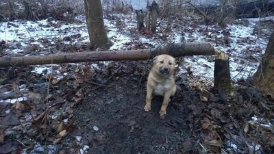 Przywiązał psa do drzewa i zostawił w miejskim parku