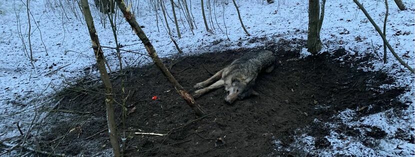 W 2020 roku w lasach odnaleziono 28 776 wnyków i ujawniono 6086 zabitych przez kłusowników zwierząt. Na zdjęciu; uratowany przez Stowarzyszenie dla Natury „Wilk” wilk Luty z Kampinoskiego  Parku Narodowego