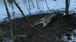 W 2020 roku w lasach odnaleziono 28 776 wnyków i ujawniono 6086 zabitych przez kłusowników zwierząt. Na zdjęciu; uratowany przez Stowarzyszenie dla Natury „Wilk” wilk Luty z Kampinoskiego  Parku Narodowego