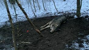 W 2020 roku w lasach odnaleziono 28 776 wnyków i ujawniono 6086 zabitych przez kłusowników zwierząt. Na zdjęciu; uratowany przez Stowarzyszenie dla Natury „Wilk” wilk Luty z Kampinoskiego  Parku Narodowego