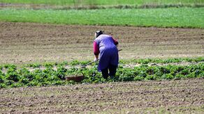 Specjaliści nie mają żadnych wątpliwości, że „ceny żywności będą bardzo wysokie”
