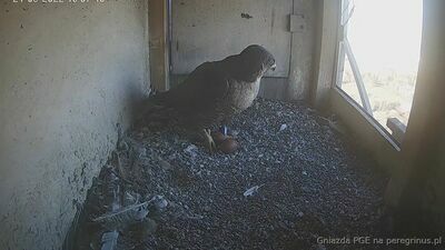 Na razie dwa jaja w gnieździe sokołów wędrownych w Lublinie