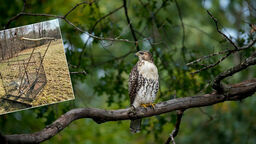 Klatka, a w niej gołąb. Tak działają kłusownicy