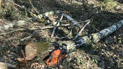 Tragedia podczas wycinki drzewa. Spadający konar zabił człowieka