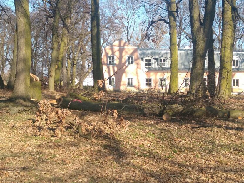 Autorka zdjęć twierdzi, że drzewo wycięto teraz. Pełnomocnik właściciela parku twierdzi, że drewno leży od miesięcy