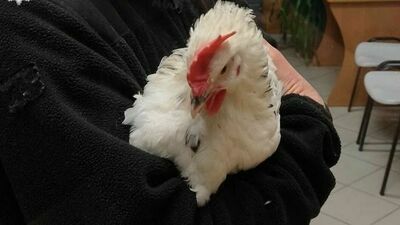 Lublin. "Proszę o pomoc, zaginął mój kogut!"