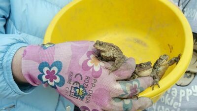 Przeprowadzka ropuch, czyli wielki skok małych płazów