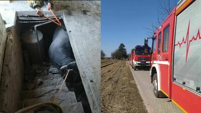 Lubelskie. Uwięziony byk. Nietypowa akcja strażaków