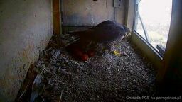 Piąty sezon lęgowy na kominie. Wrotka zniosła już 5 jaj