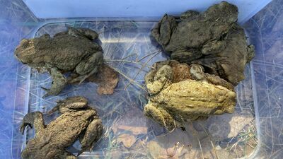 W RPN wiedzą, że płazom należy pomagać, bo to nasi sprzymierzeńcy