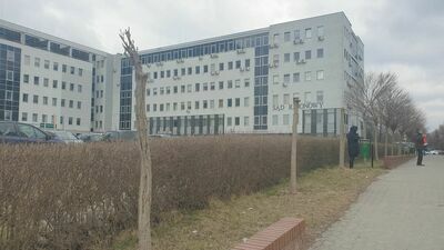 Lublin: Znowu jest problem z drzewami. "Drzewo da się jeszcze uratować"