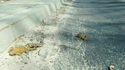 Uwaga na żaby. W miłosnym uniesieniu są rozjeżdżane przez samochody