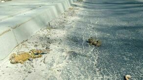 Uwaga na żaby. W miłosnym uniesieniu są rozjeżdżane przez samochody