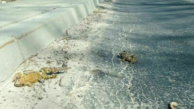 Uwaga na żaby. W miłosnym uniesieniu są rozjeżdżane przez samochody