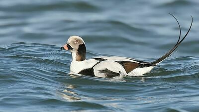 Tysiące ptaków ginęło w sieciach rybackich
