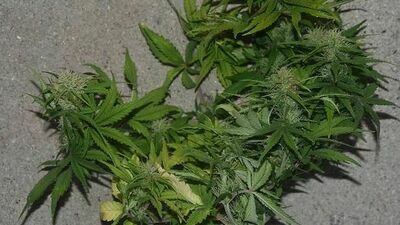 Nielegalna plantacja i narkotyki w domu 29-latka. Policjantom pomógł pies