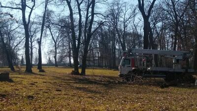 Co się dzieje z drzewami w parku? Mieszkańcy pytają o pisklęta