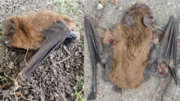 Martwe nietoperze można znaleźć m.in. na trawniku znajdującym się niedaleko przystanku na ul. Podzamcze