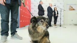 Uniwersytet Przyrodniczy będzie leczyć zwierzęta z Ukrainy