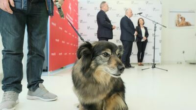 Uniwersytet Przyrodniczy będzie leczyć zwierzęta z Ukrainy