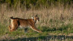 Ryś Horaj z Roztocza 